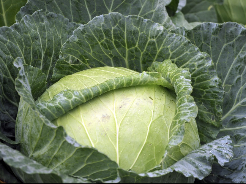 Varză cu coaste afumate la Crock&nbsp;Pot